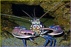 Cornwall Tourism Magazine - The National Lobster Hatchery - Meet the Lobsters
